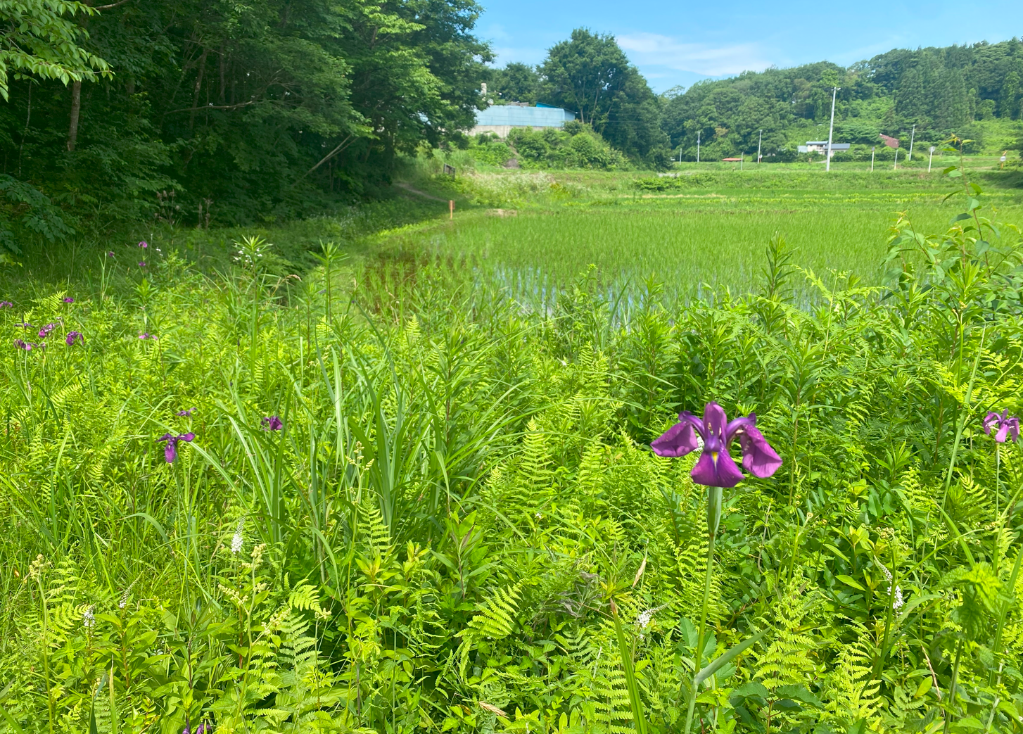 historically grasslands near paddy fields